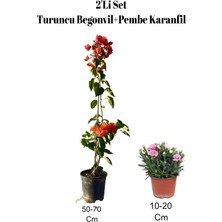 Odea Gardenbox 2'li Set Turuncu Begonvil + Pembe Karanfil Çiçeği Dış Mekan Bitkisi