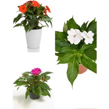 Odea Serada Decor & Plant Cam Güzeli (Zantedeschia) 20-30 Cm, 3 Adet Saksılı Çiçekli Bodur Bitki