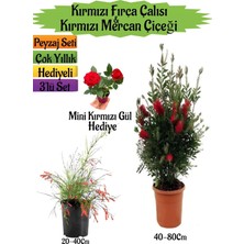 Odea Nura Botanik Kırmızı Fırça Çalısı, Kırmızı Mercan Çiçeği, Mini Gül Hediyeli Peyzaj Seti, 3'lü Set