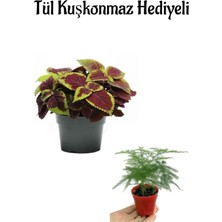 Odea Nura Botanik Renkli Yaprak Güzeli Çiçeği, Kuşkonmaz Hediyeli, Anneler Gününe Özel