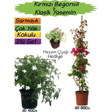 Odea Serada Decor & Plant Kırmızı Begonvil, Klasik Yasemin, Mezem Çiçeği 3'lü Peyzaj Seti