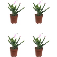Odea Nura Botanik Pembe Yılbaşı Çiçeği, 4 Adet Saksılı, 10-15 Cm, Salon Bitkisi