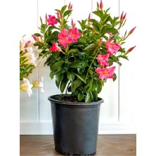 Odea Serada Decor & Plant Pembe Çiçekli Mandevilla Sandavilla Saksılı Tırmanıcı, 30-60 Cm, Dış Mekan Sarmaşık