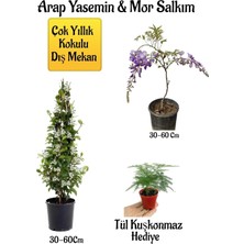 Odea Gardenbox Kokulu Arap Yasemin Çiçeği, Mor Salkım Ağacı Fidanı, Tül Kuşkonmaz Peyzaj Seti, Çok Renkli