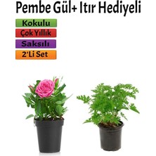 Odea Nura Botanik Bahçe Seti, Pembe Gül + Itır Çiçeği Hediyeli, 10-25 Cm, Saksılı Dış Mekan Bitkileri
