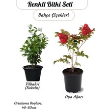 Odea Gardenbox Kokulu Filbahri Philadelphus ve Kırmızı Oya Ağacı Fidanı Seti, Bahçe Çiçeği, 40-60 cm