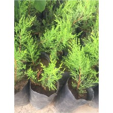Odea Nura Botanik Limoni Selvi Fidanı, 8 Adet, 10-20CM Tüplü, Çok Renkli