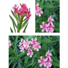 Odea Nura Botanik Pembe Çiçekli Zakkum Fidanı, 40-60 Cm, Tüplü, Pink Oleander