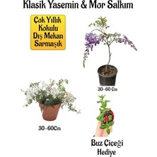 Odea Serada Decor & Plant Mis Kokulu Klasik Yasemin Çiçeği, Mor Salkım Ağacı Fidanı, Buz Çiçeği Hediyeli Peyzaj Seti, 30-60 Cm, Çok Renkli