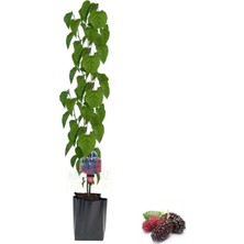 Odea Gardenbox Yediveren Dut Tüplü Fidan, Aşılı Meyve Fidanı