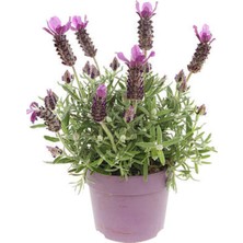 Odea Gardenbox Yoğun Kokulu Mor Lavanta Angustifolia Fidanı, 30 Adet, Saksılı, 10-20CM