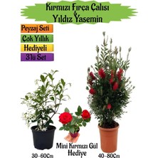 Odea Nura Botanik Kırmızı Fırça Çalısı, Yıldız Yasemin, Telgraf Çiçeği Peyzaj Seti, 3'lü Set