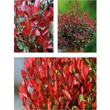 Odea Nura Botanik Alev Çalısı Bitkisi Fidanı, 30-50 Cm, Saksılı, Pyracantha, Çiçekli Bodur Bitkiler