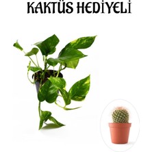 Odea Nura Botanik Pothos Alacalı Salon Sarmaşığı, Kaktüs Hediyeli