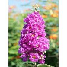 Odea Nura Botanik Mor Oya Çiçeği Fidanı, 40-60 Cm, Tüplü, Purple Lagerstromia