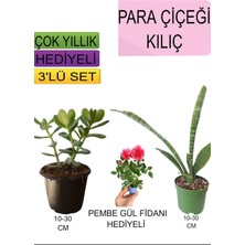 Odea Nura Botanik 3'lü Set Para Çiçeği, Kılıç Çiçeği, Hediyelik Pembe Gül