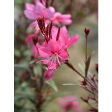 Odea Serada Decor & Plant Gaura Çiçeği, 30-60 Cm, 5 Adet Saksılı, Çok Yıllık Dış Mekan Çiçeği, Pembe