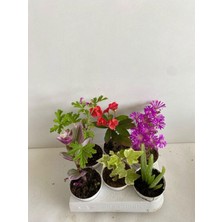Odea Serada Decor & Plant 6'lı Mini Bitki Seti, Telgraf, Itır, Hedera, Kırmızı Milli Dikenler Tacı, Aloe Vera, Mezem