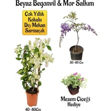Odea Bitkim Sende Beyaz Begonvil Çiçeği, Mor Salkım Ağacı Fidanı, Mezem Çiçeği Hediyeli Bahçe Peyzaj Seti