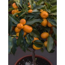Odea Serada Decor & Plant Kamkat Fidanı Bodur, 50-60 Cm, Dragon Anaç, Saksılı, Meyve Ağacı