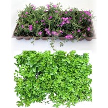 Odea Gardenbox Bahçe Yer Örtücü Bitki Seti, 45 Acem Halısı + 45 Buz Çiçeği Viyolde