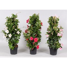 Odea Nura Botanik Mandevilla Sarmaşığı, Beyaz-Pembe-Kırmızı, 3 Adet Saksılı, 50-60CM, Dış Mekan Bitkisi