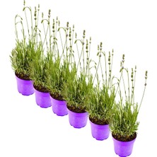 Odea Serada Decor & Plant 6'lı Lavanta Seti, Yoğun Kokulu, Tıbbi Aromatik Bitkiler