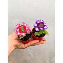 Odea Nura Botanik 2 Adet Karışık Mine Çiçeği Fidanı, 10-20 Cm, Çiçekli Bodur Bitkiler, Verbena