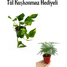 Odea Nura Botanik Pothos Alacalı Salon Sarmaşığı, Tül Kuşkonmaz Hediyeli