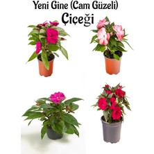 Odea Serada Decor & Plant Yeni Gine Cam Güzeli Çiçeği, Fuşya Ebruli Pembe Kırmızı, 4 Adet, 10-15 Cm, Balkon Bitkisi
