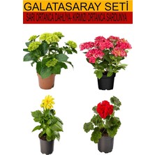 Odea Nura Botanik 4'lü Takım Seti Sarı-Kırmızı Ortanca, Sarı Dahliya, Kırmızı Sardunya