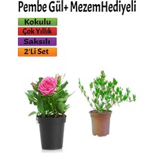 Odea Nura Botanik Kokulu Pembe Gül Fidanı, 15-25 Cm, Mezem Hediyeli, Dış Mekan Bitkisi, 2'li Set