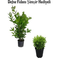 Odea Serada Decor & Plant Defne Çalısı Fidanı (40-60 Cm) + Çalı Şimşiri (30-40 Cm) Hediyeli Saksılı Bahçe Bitkisi, 2'li Set