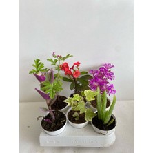 Odea Serada Decor & Plant 6'lı Bitki Seti, Telgraf, Itır, Hedera, Kırmızı Milli Dikenler Tacı, Aloe Vera, Mezem