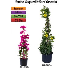 Odea Nura Botanik Pembe Begonvil Çiçeği Fidanı + Sarı Yasemin Fidanı 2'li Bahçe Peyzaj Seti