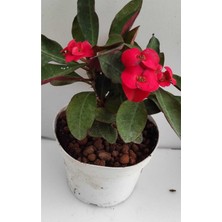 Odea Nura Botanik Kırmızı Milli Dikenler Tacı Saksılı 15-30CM Salon Bitkisi Euphorbia Kaktüs