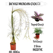 Odea Nura Botanik Beyaz Mercan Çiçeği, 40-60 Cm, Sakılı, Tül Çiçeği Hediye, Balkon Bitkisi