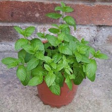 Odea Bitkim Sende Saksılı Nane Fidanı, 10-20 Cm, Mentha, 1 Adet