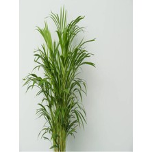 Odea Nura Botanik Areka Palmiyesi, 100-120 Cm, 4-5 Litrelik Saksıda, Iç Mekan Bitkisi, Yeşil