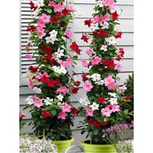 Odea Serada Decor & Plant Üç Renk Mandevilla Sarmaşık, 30-60 Cm, Renkli Çiçekli Sandavilla Tırmanıcı Bitki