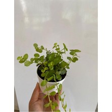 Odea Serada Decor & Plant Sarı Kız Altın Kolye Çiçeği, 1 Adet, 8,5 Saksı, 10-20 cm