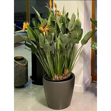 Odea Serada Decor & Plant Bodur Starliçe Regina Saksılı 60-80CM, Strelitzia