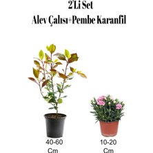 Odea Serada Decor & Plant 2'li Set Alev Çalısı Fidanı + Pembe Karanfil Çiçeği Dış Mekan Bitkisi