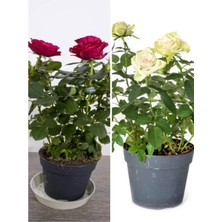 Odea Serada Decor & Plant Samuray Yediveren Beyaz Kırmızı Renkli, 30-50 Cm, 2 Adet Saksılı Aşılı Gül