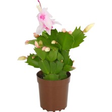 Odea Serada Decor & Plant Yılbaşı Kaktüsü Beyaz Renk Schlumbergera, 10-15CM