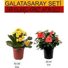 Odea Serada Decor & Plant 2'li Set Sarı Kalanşo + Kırmızı Japon Gülü, 10-40 cm
