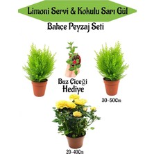 Odea Nura Botanik Bahçe Seti, 2 Adet Limoni Servi Fidanı, 1 Adet Sarı Gül Fidanı, Hediye Buz Çiçeği, Çok Renkli
