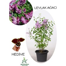 Odea Nura Botanik Yoğun Kokulu Leylak Çiçeği Fidanı, Saksılı, 30-60 Cm, Yaprak Güzeli Hediye Seti