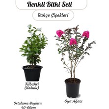 Odea Nura Botanik Kokulu Filbahri Sarmaşığı + Pembe Oya Ağacı Fidanı Saksılı, 40-60 cm