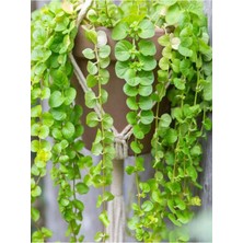 Odea Gardenbox Makrome Saksılı Sarı Kız Çiçeği, 30-40CM, Altın Kolye, Lysimachia Nummulari